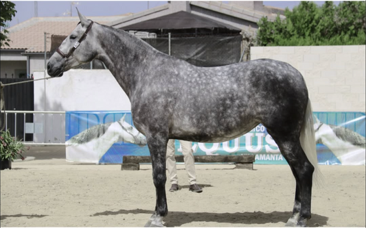 El valor de quienes caminan a nuestro lado: Yeguada Eduardo Castañón.